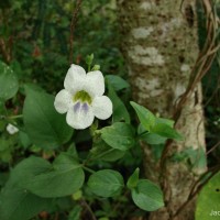 Asystasia gangetica (L.) T.Anderson